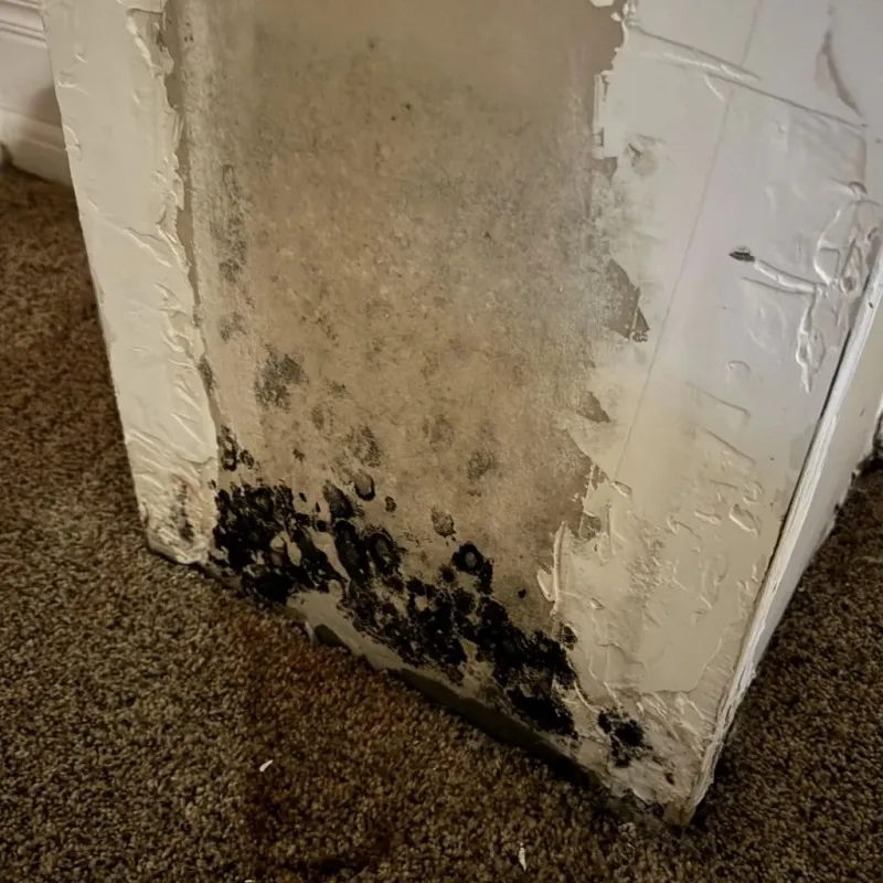 Professional Mold Removal in Dayton, VA